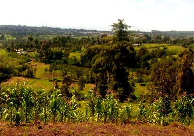 4.6-Acre Farm in Nyandarua