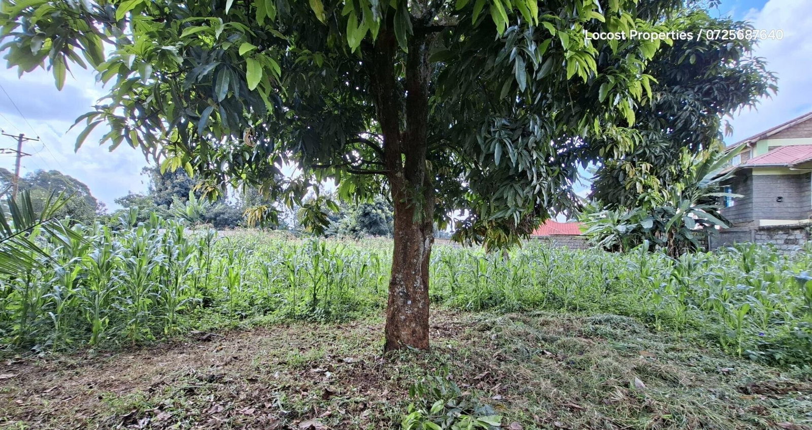 Quarter Acre Plot in Kinoo