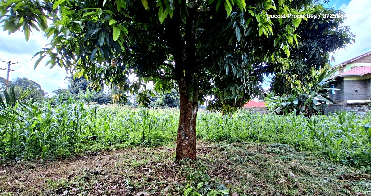 Quarter Acre Plot in Kinoo
