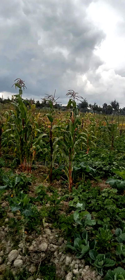 Plot on Sale at Magumu Kinangop - Image 2