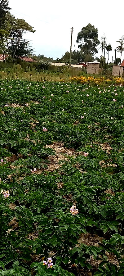 Plot on Sale at Magumu Kinangop - Image 3