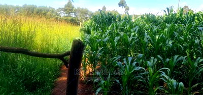 Quick Sale 1/4 Plot For Sale In Kimumu Eldoret - Image 7