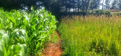 Quick Sale 1/4 Plot For Sale In Kimumu Eldoret - Image 6