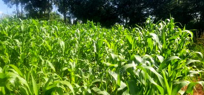 Quick Sale 1/4 Plot For Sale In Kimumu Eldoret - Image 2