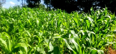 Quick Sale 1/4 Plot For Sale In Kimumu Eldoret - Image 3