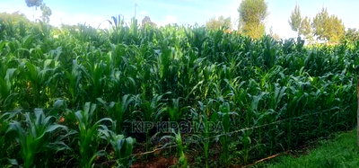 Quick Sale 1/4 Plot For Sale In Kimumu Eldoret - Image 5