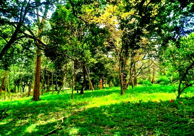 Half Acre Garden Plot in Karen