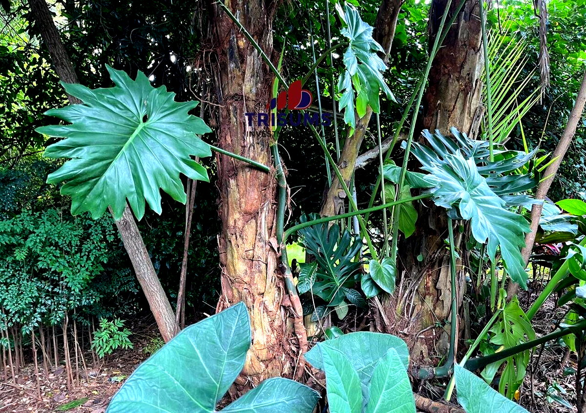 3/4 Acre Westlands Plot for KSh 360M