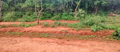 Embu , Mariari Kiambere 20 Agricultural Farmland - Image 11