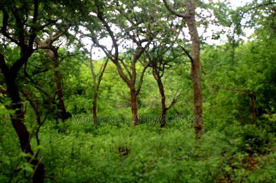 Embu , Mariari Kiambere 20 Agricultural Farmland - Image 5