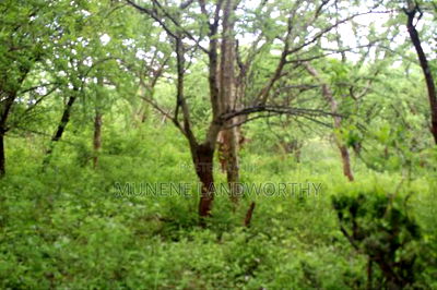Embu , Mariari Kiambere 20 Agricultural Farmland - Image 7