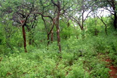 Embu , Mariari Kiambere 20 Agricultural Farmland - Image 8