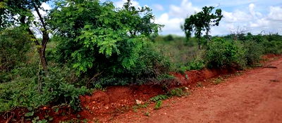 Embu , Mariari Kiambere 20 Agricultural Farmland - Image 12