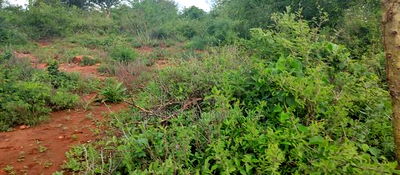 Embu , Mariari Kiambere 20 Agricultural Farmland - Image 9