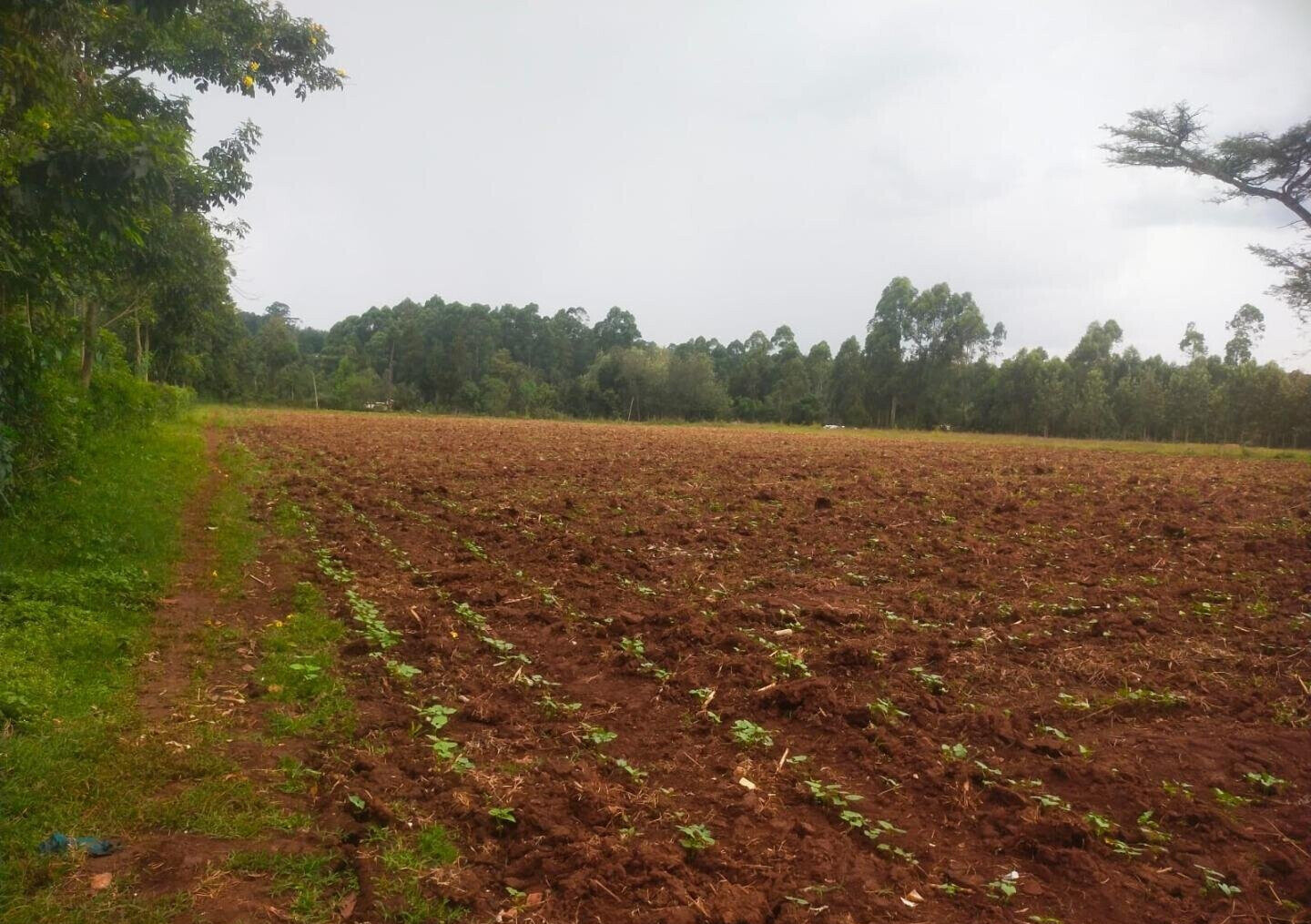6-Acre Plot with Garden near Kitale Airport