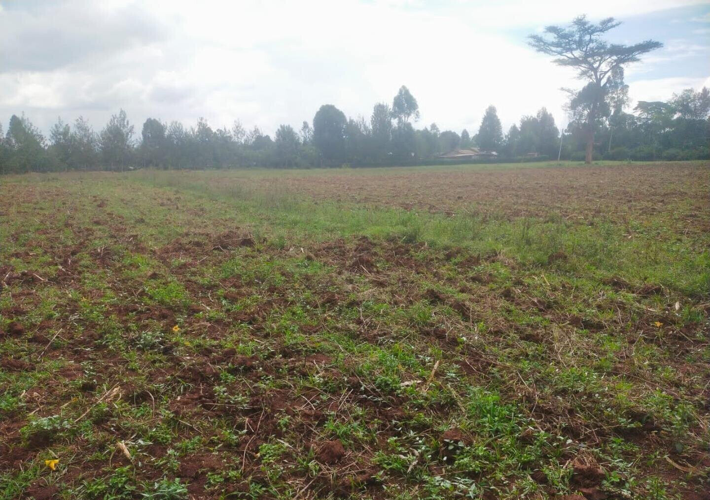 6-Acre Plot with Garden near Kitale Airport