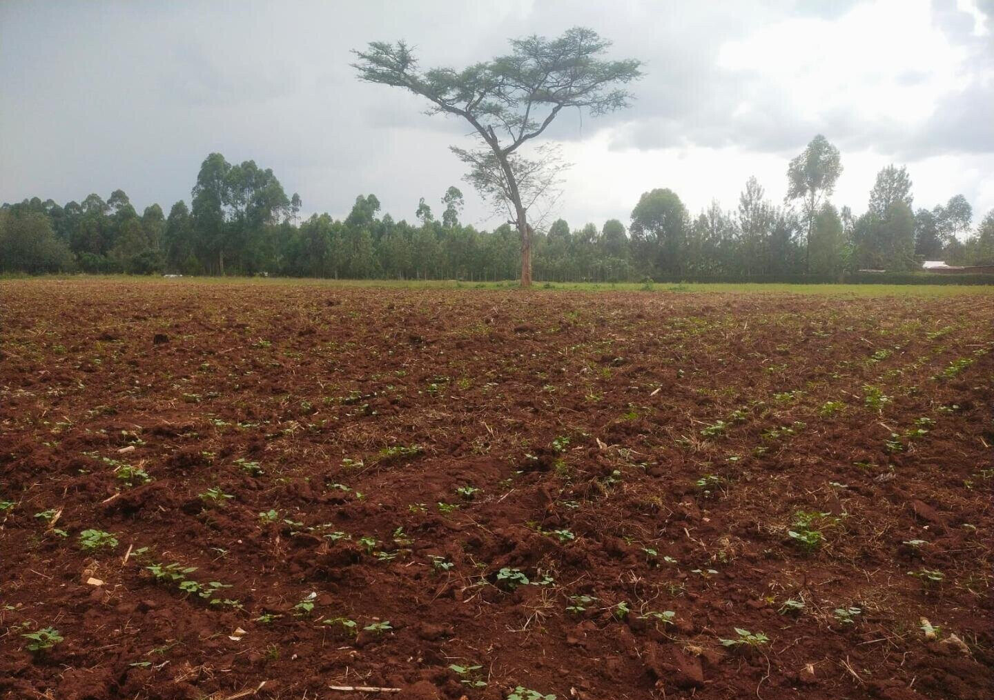 6-Acre Plot with Garden near Kitale Airport