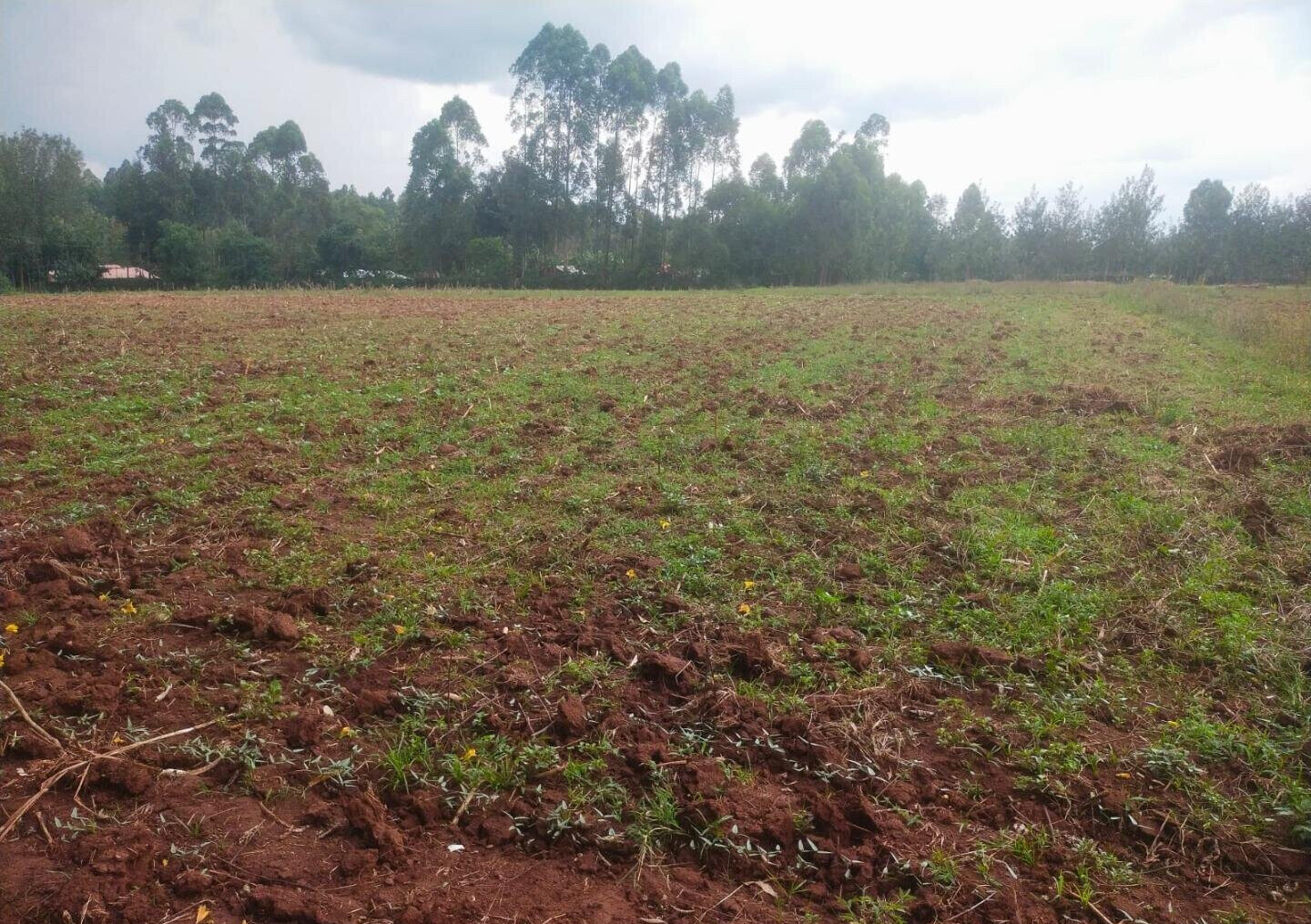 6-Acre Plot with Garden near Kitale Airport