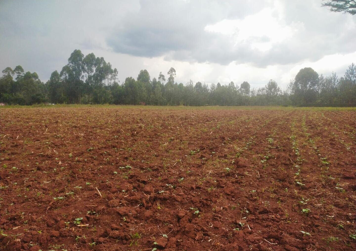 6-Acre Plot with Garden near Kitale Airport