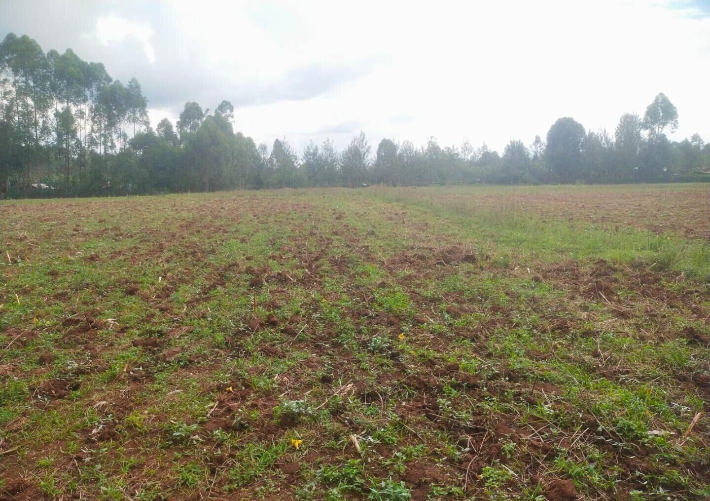 6-Acre Plot with Garden near Kitale Airport