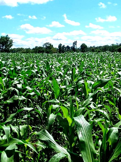 38 Acres Malindi Land - Image 1