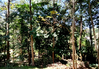 1 Acre Plot with Garden in Kyuna Estate
