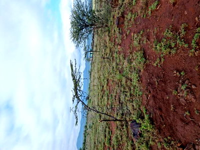 23 Acres Saikeri - Image 3