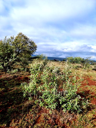 23 Acres Saikeri - Image 4