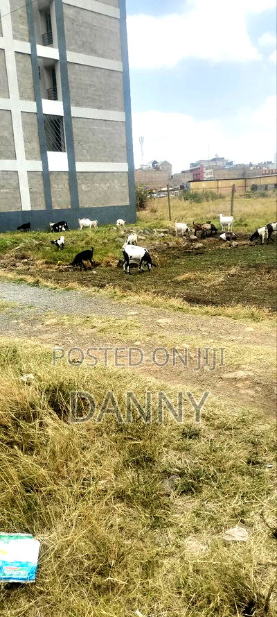 An 1/8 Commercial Plot Within Kimbo Juja Kiambu County - Image 1