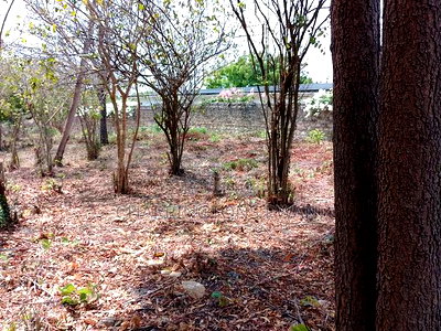3/4 Acre Plot Near Simba Oryx - Diani | Kshs.10m Per 1/4 - Image 3
