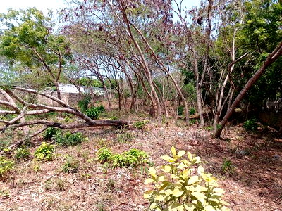 3/4 Acre Plot Near Simba Oryx - Diani | Kshs.10m Per 1/4 - Image 8