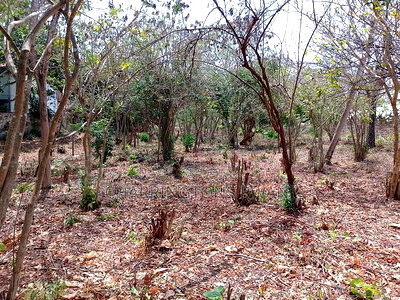 3/4 Acre Plot Near Simba Oryx - Diani | Kshs.10m Per 1/4 - Image 1