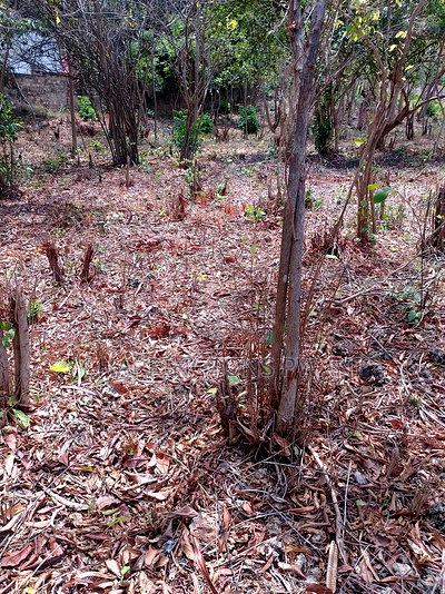 3/4 Acre Plot Near Simba Oryx - Diani | Kshs.10m Per 1/4 - Image 4