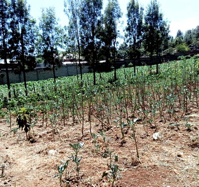 Quarter Acre Plot at KSh 7M in Ngong