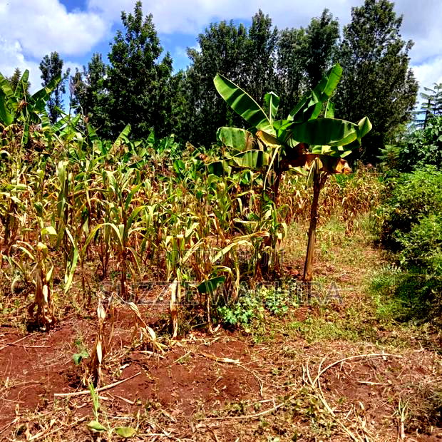 40x80ft Plots at Kenol Town for Sale