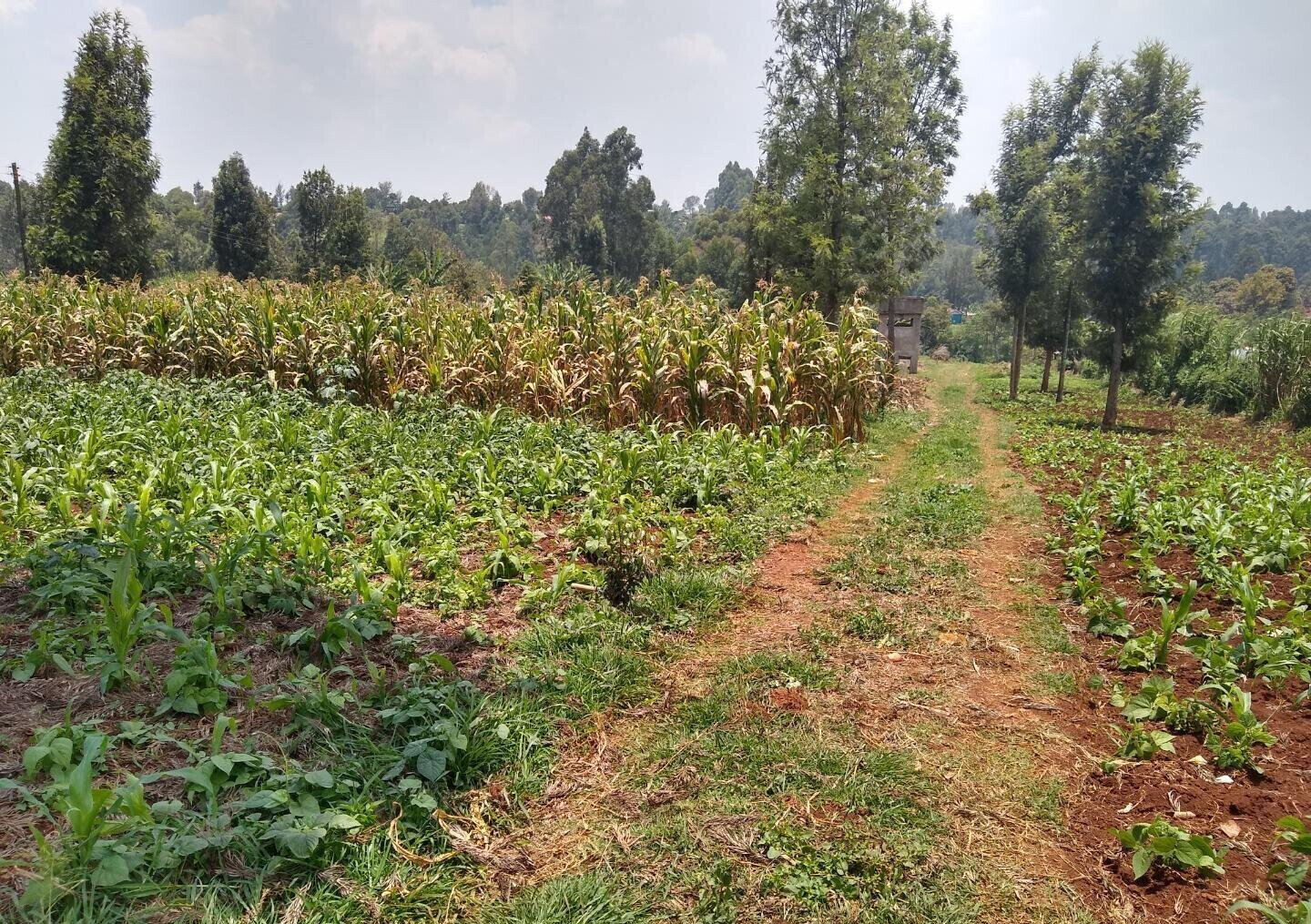1/2 Acre Ndenderu Plot for KSh 25M