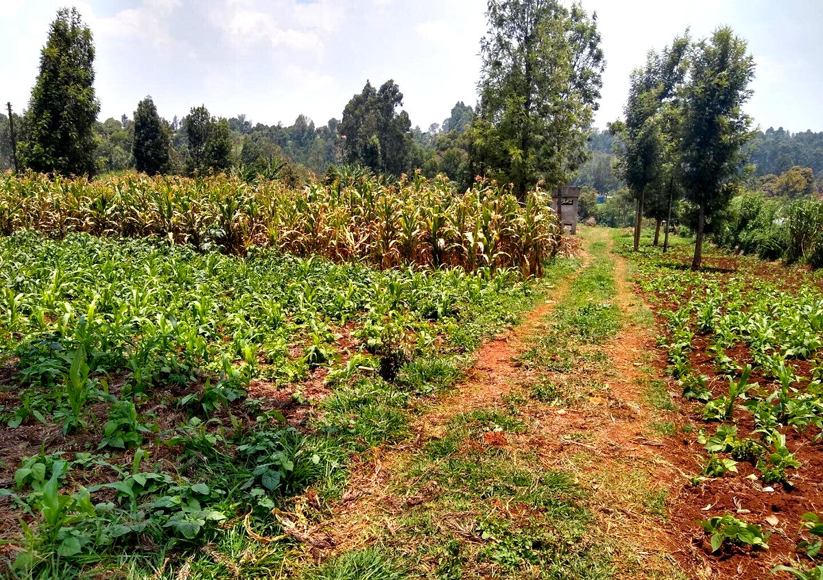 1/2 Acre Ndenderu Plot for KSh 25M