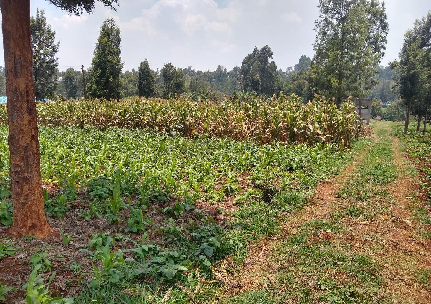1/2 Acre Ndenderu Plot for KSh 25M