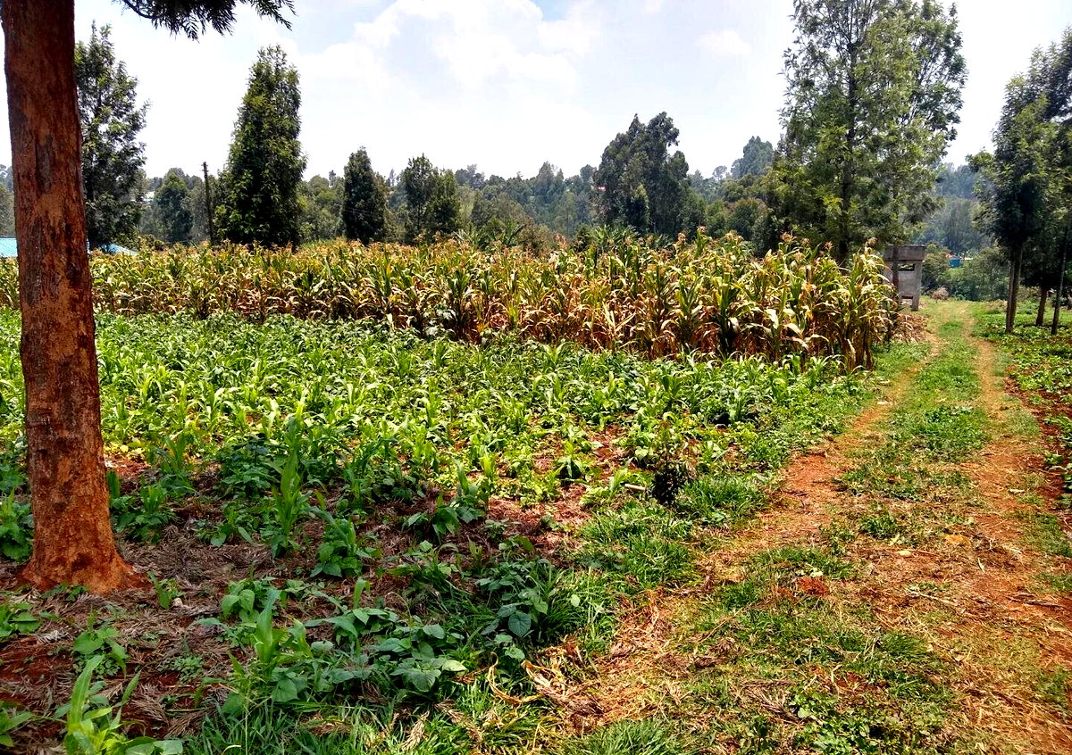 1/2 Acre Ndenderu Plot for KSh 25M