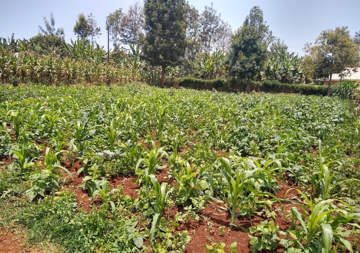 1/2 Acre Ndenderu Plot for KSh 25M