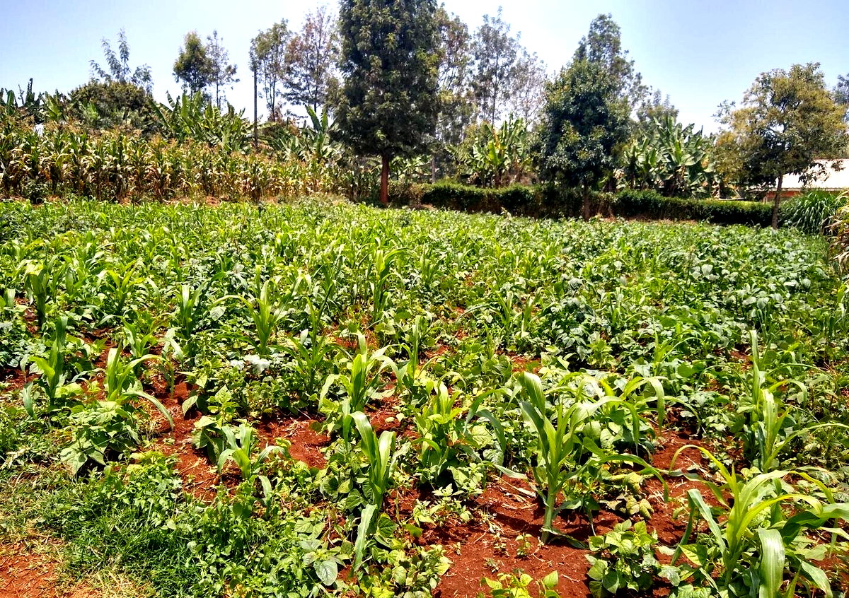 1/2 Acre Ndenderu Plot for KSh 25M
