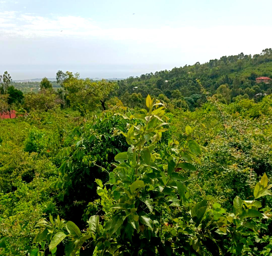 KSh 2.4M Quarter Acre Plot
