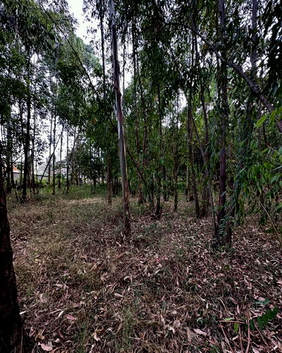 Half Acre in Ridgeways at KSh 45M