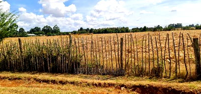 Several 1/4 Plots for Sale Marura Eldoret in Gated Community - Image 4