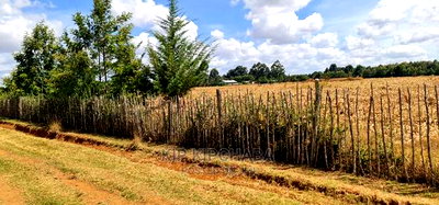 Several 1/4 Plots for Sale Marura Eldoret in Gated Community - Image 3