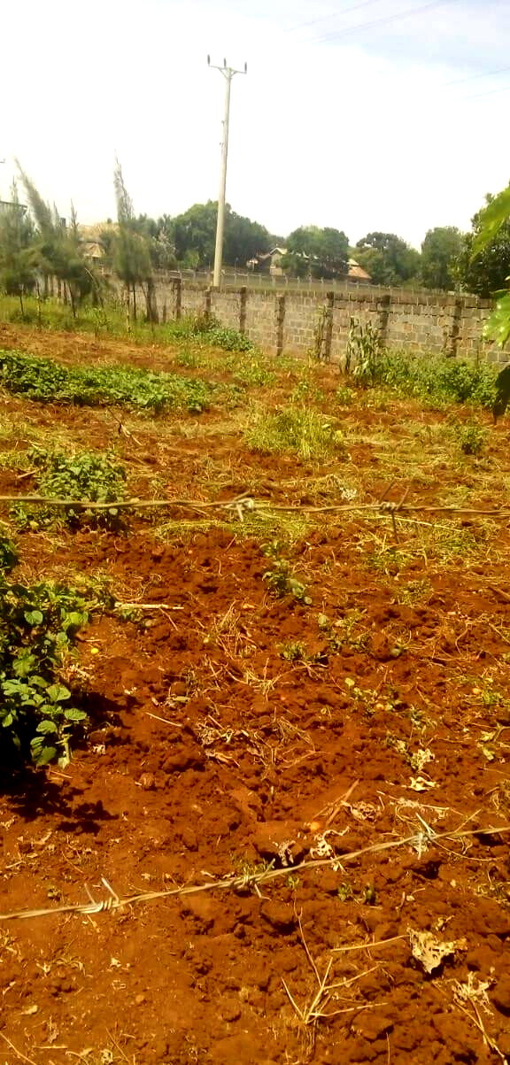 Quarter Acre Plot for KSh 15M