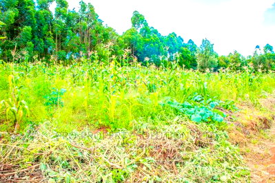 Prime Residential Plots For Sale In Gikambura, Jambu TV. - Image 5