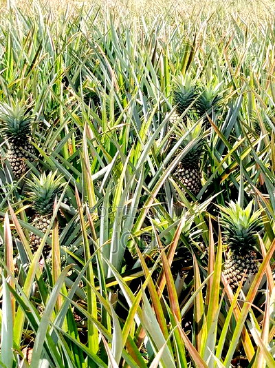 Malindi 30 Acre Land Ready Title Deed - Image 1