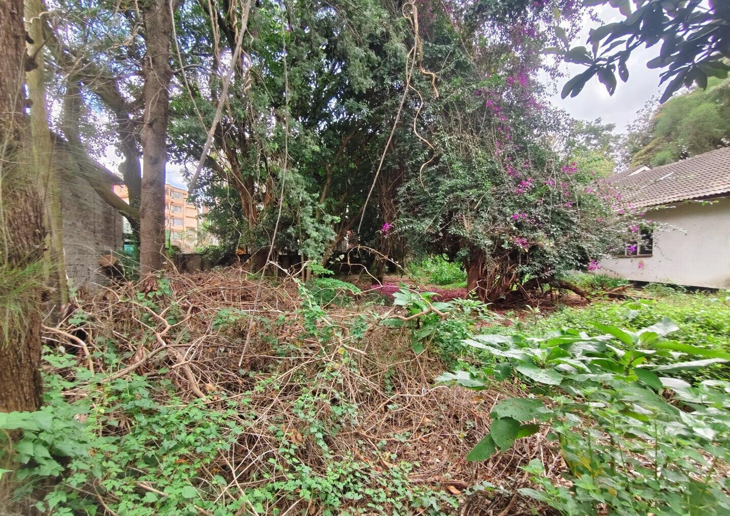 Half Acre Lavington Plot with Garden