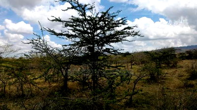 Syokimau Katani Road Plots for Sale - Image 2